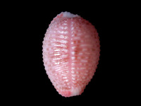 Niveria suffusa
