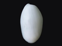 1642kaikog.jpg